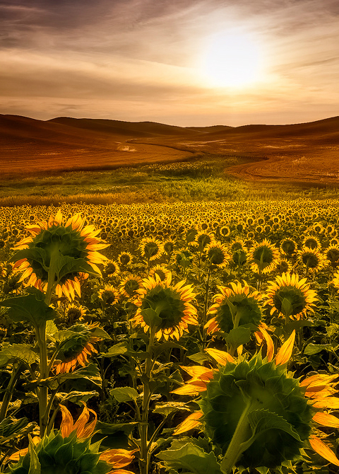 Sunflower and sun blooming phone backgrounds wallaper