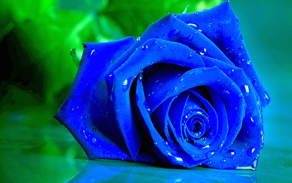 Blue Rose Wide Desktop Background