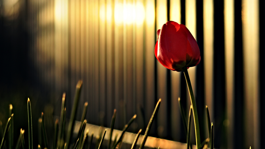 HD tulip red flower image wallpaper
