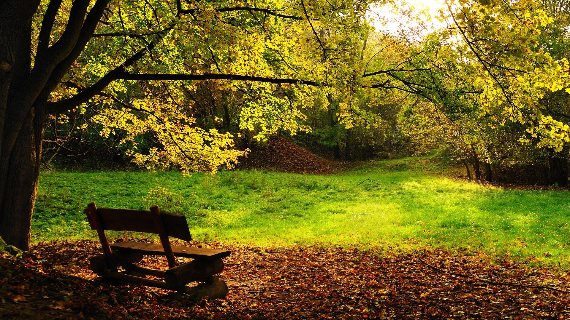 Nature Wallpaper Gree Grass and Bench