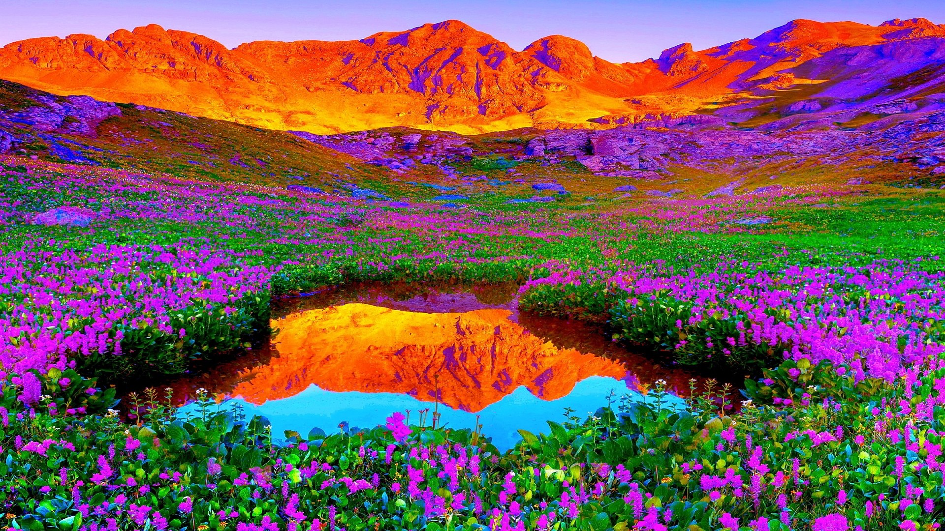 Red-Mountain-Purple-flower-wallpaper