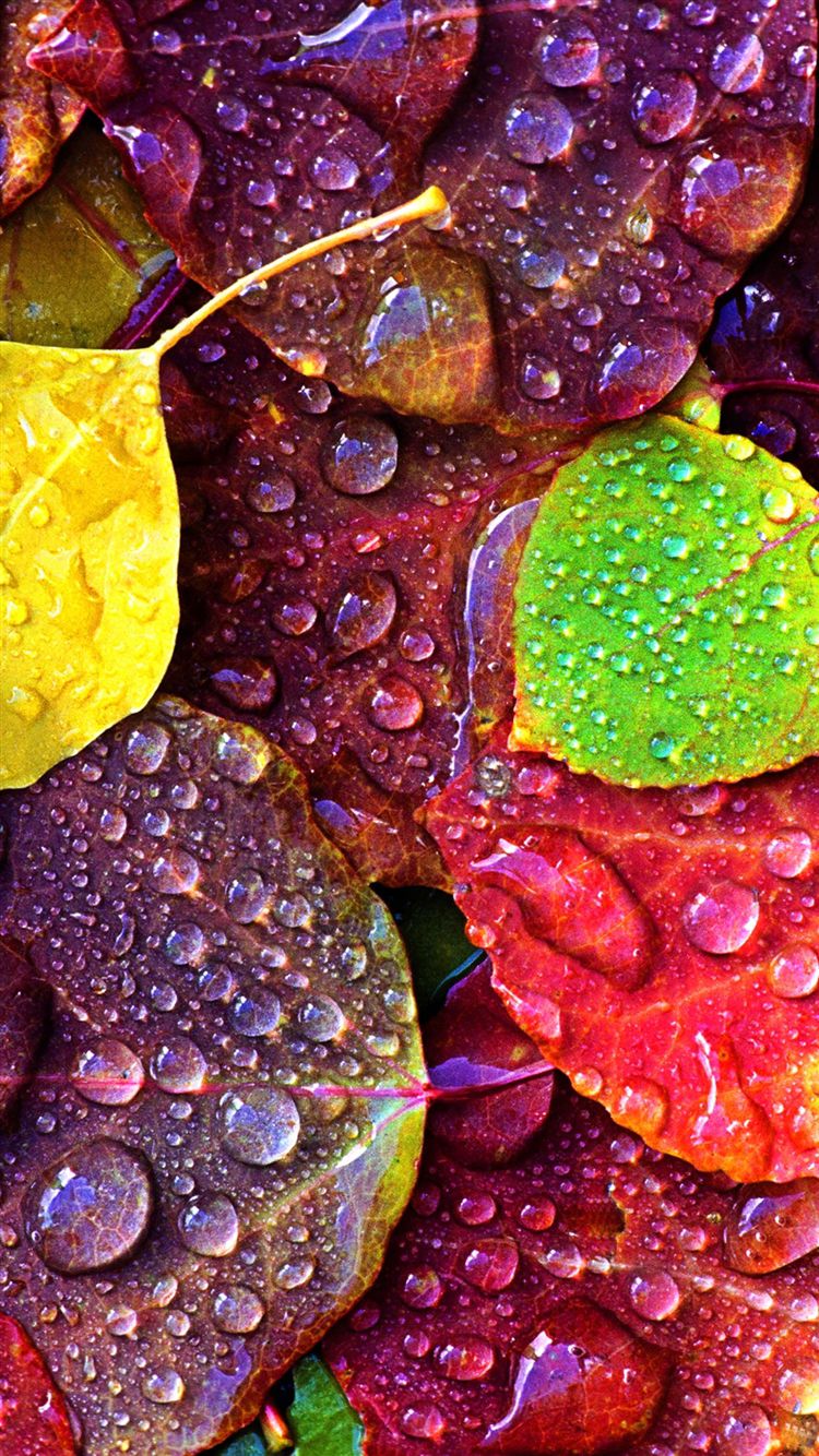 iPhone 6s Water drops wallpapers