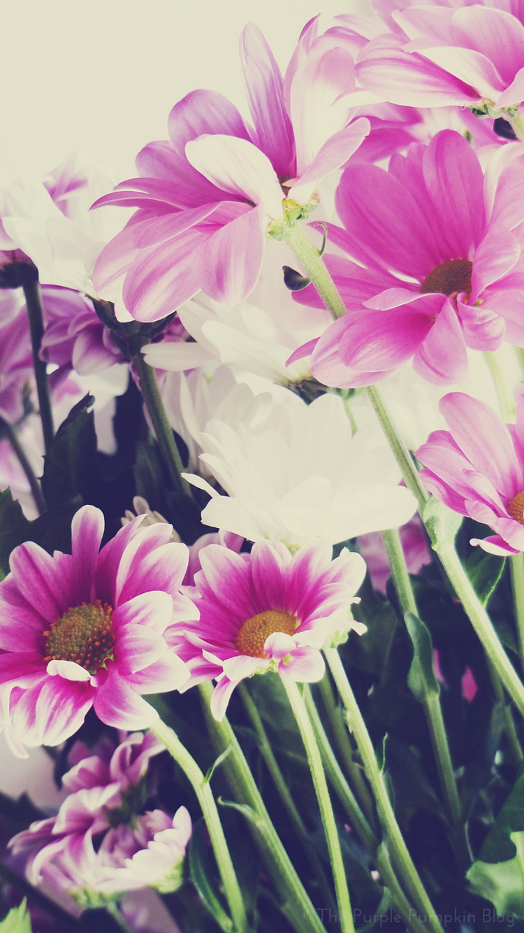 iPhone 7 flower garden wallpaper