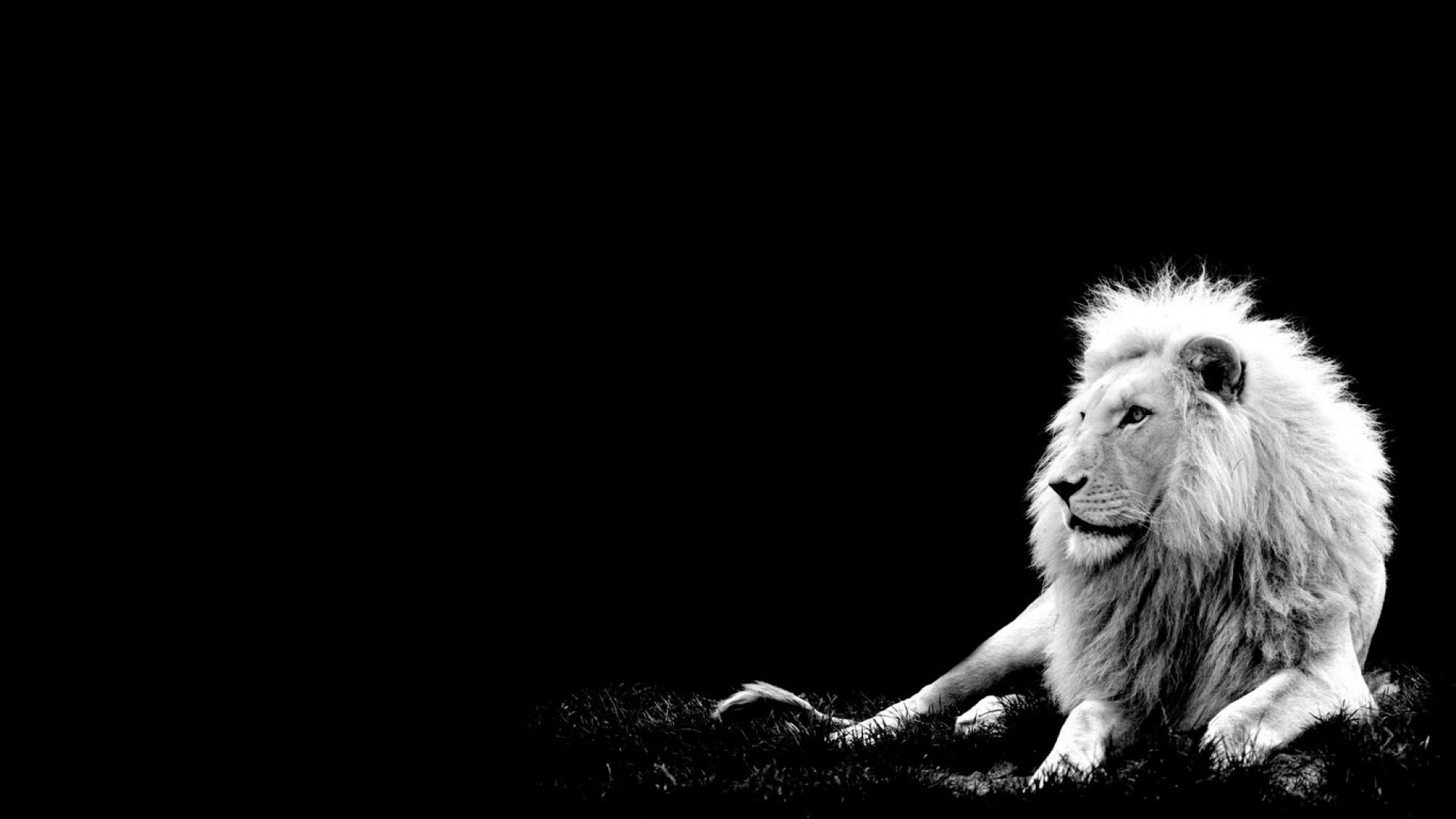 Black and White Photography Animals Lion