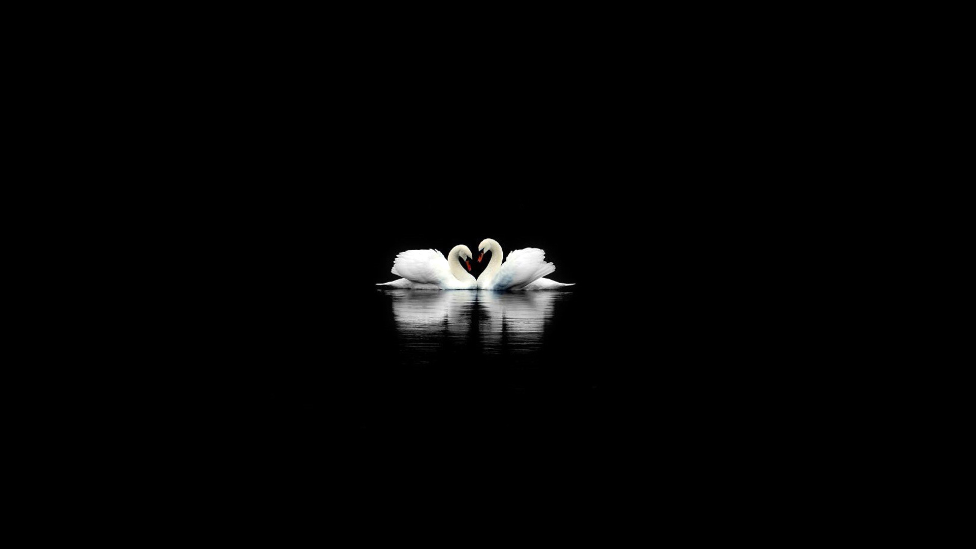 couple duck black background a· cute cartoon black background