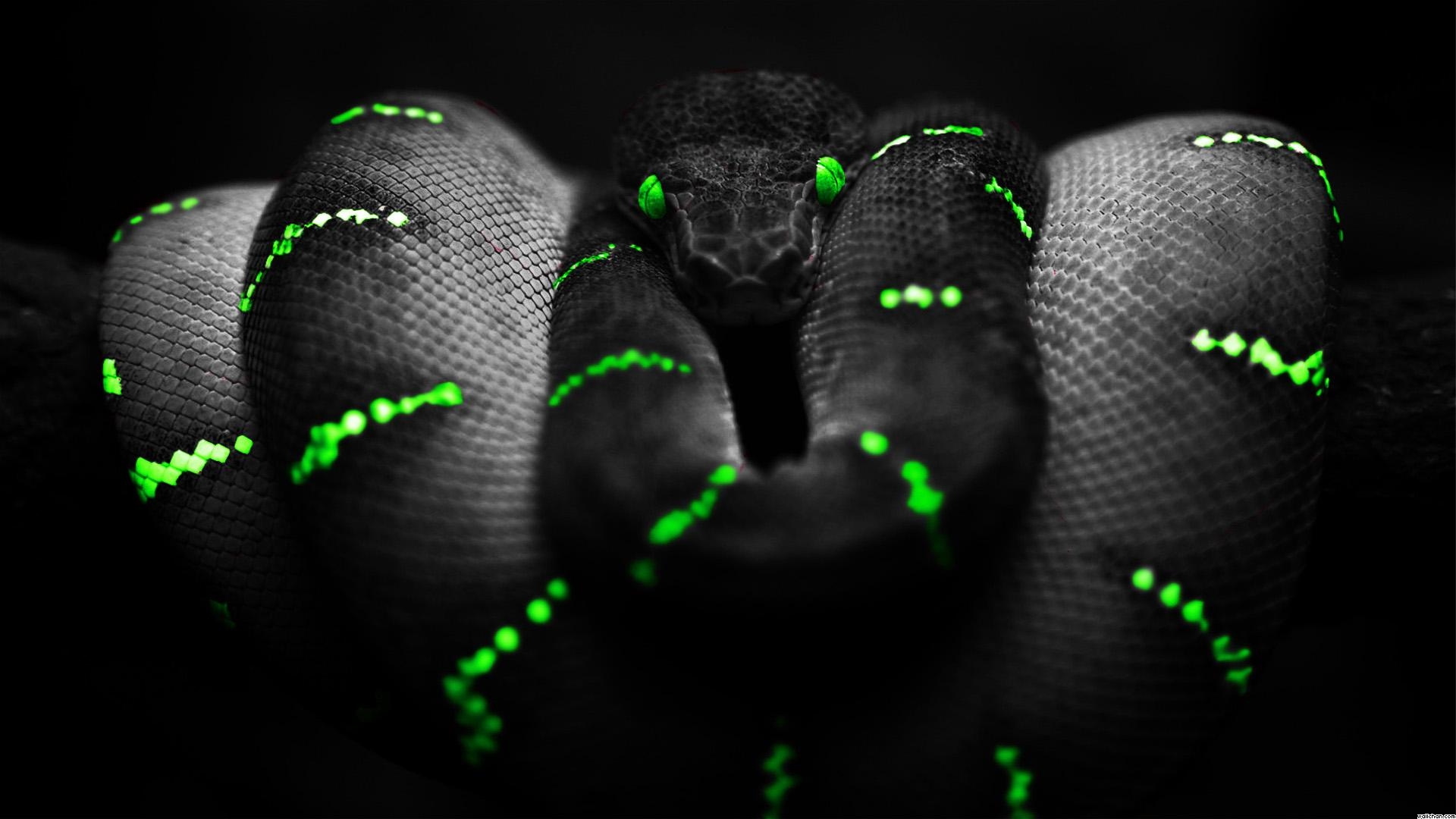 snake Black background