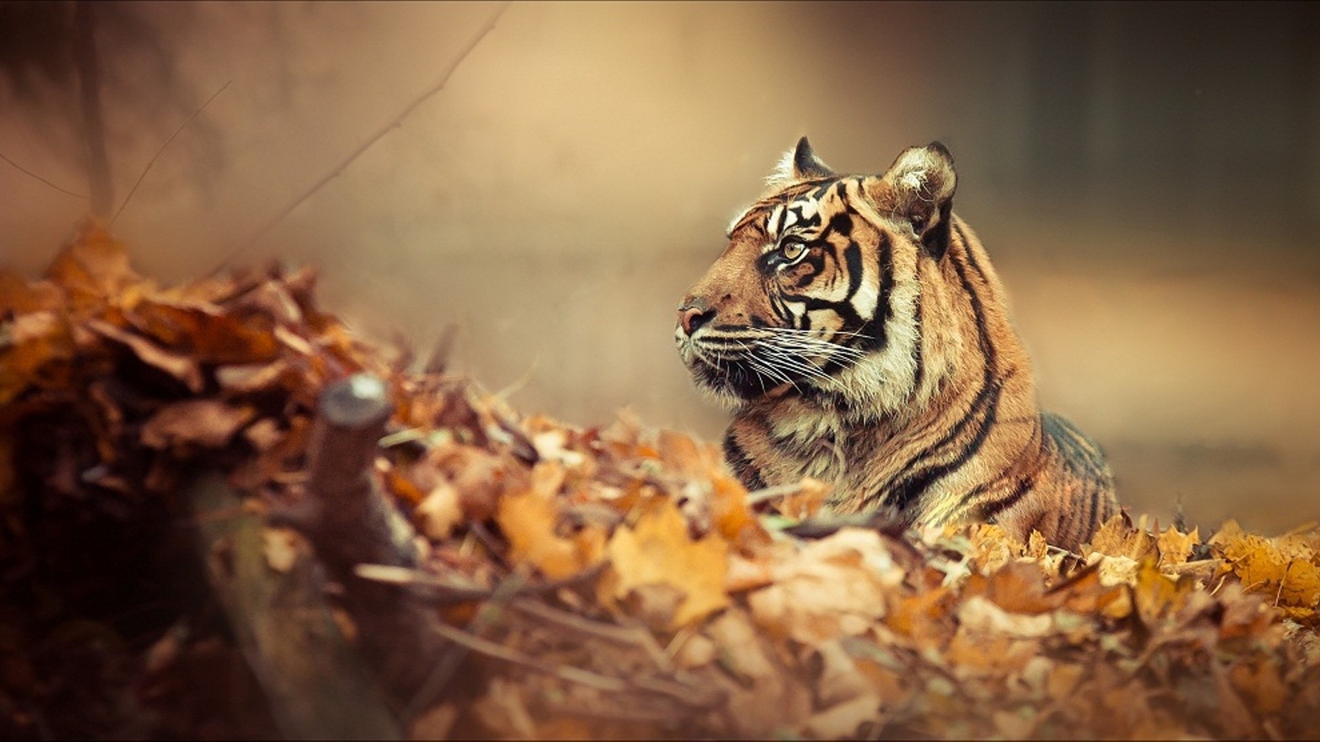 autumn-background-tiger