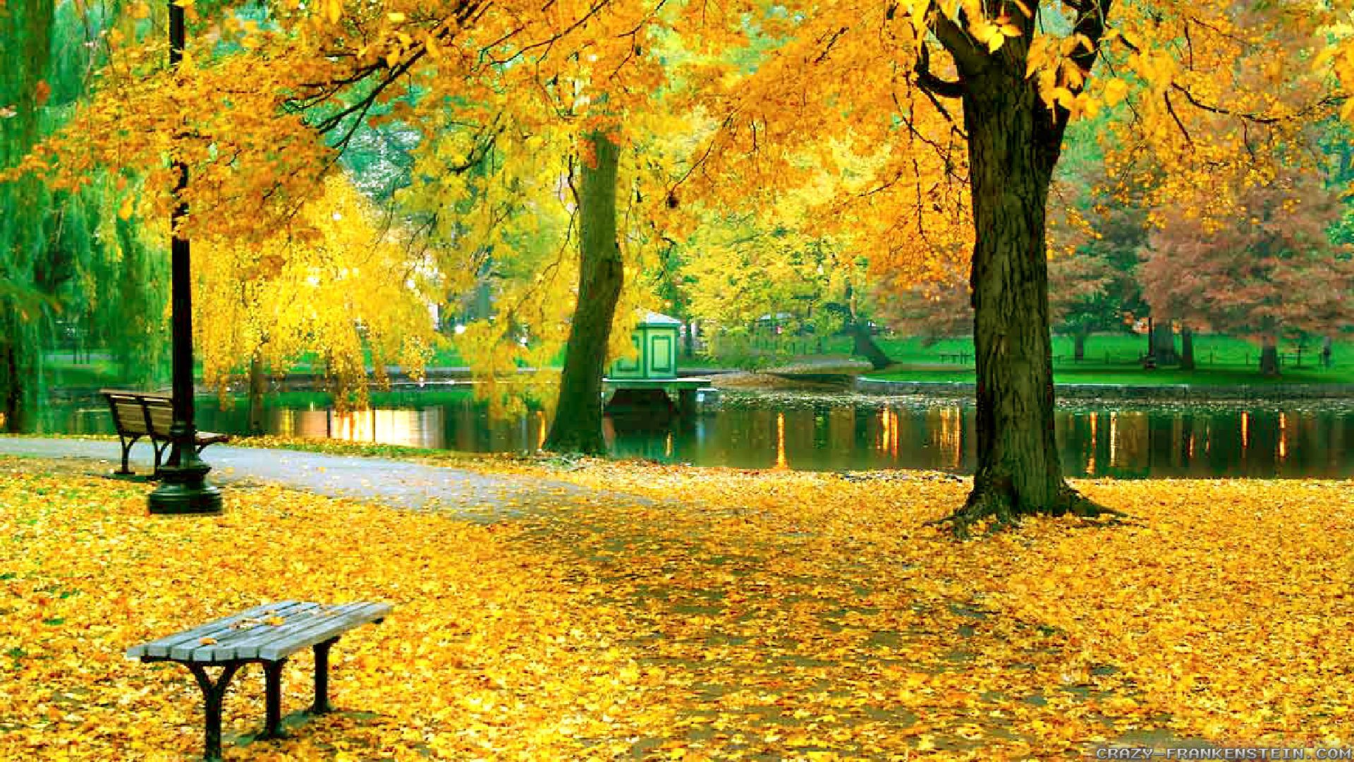 autumn-background-yellow