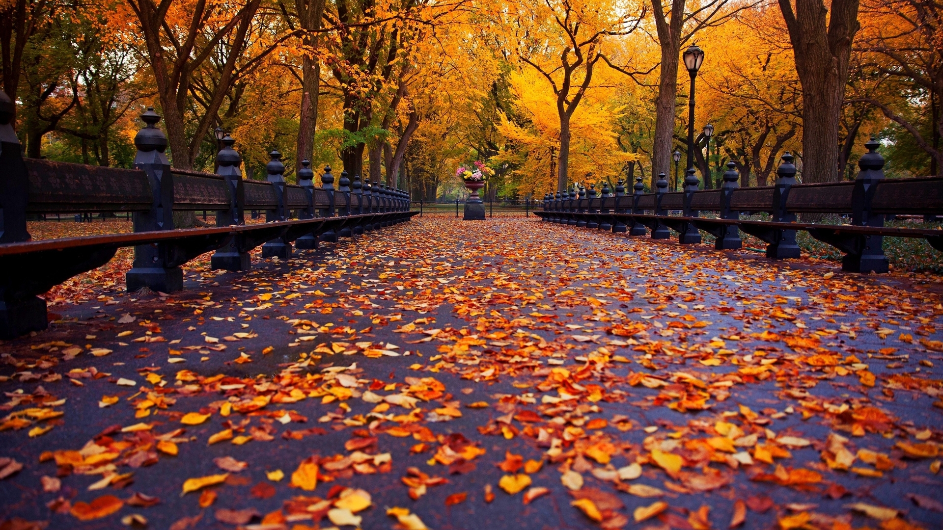 Full HD Autumn or Fall Wallpapers with Maple Leaves